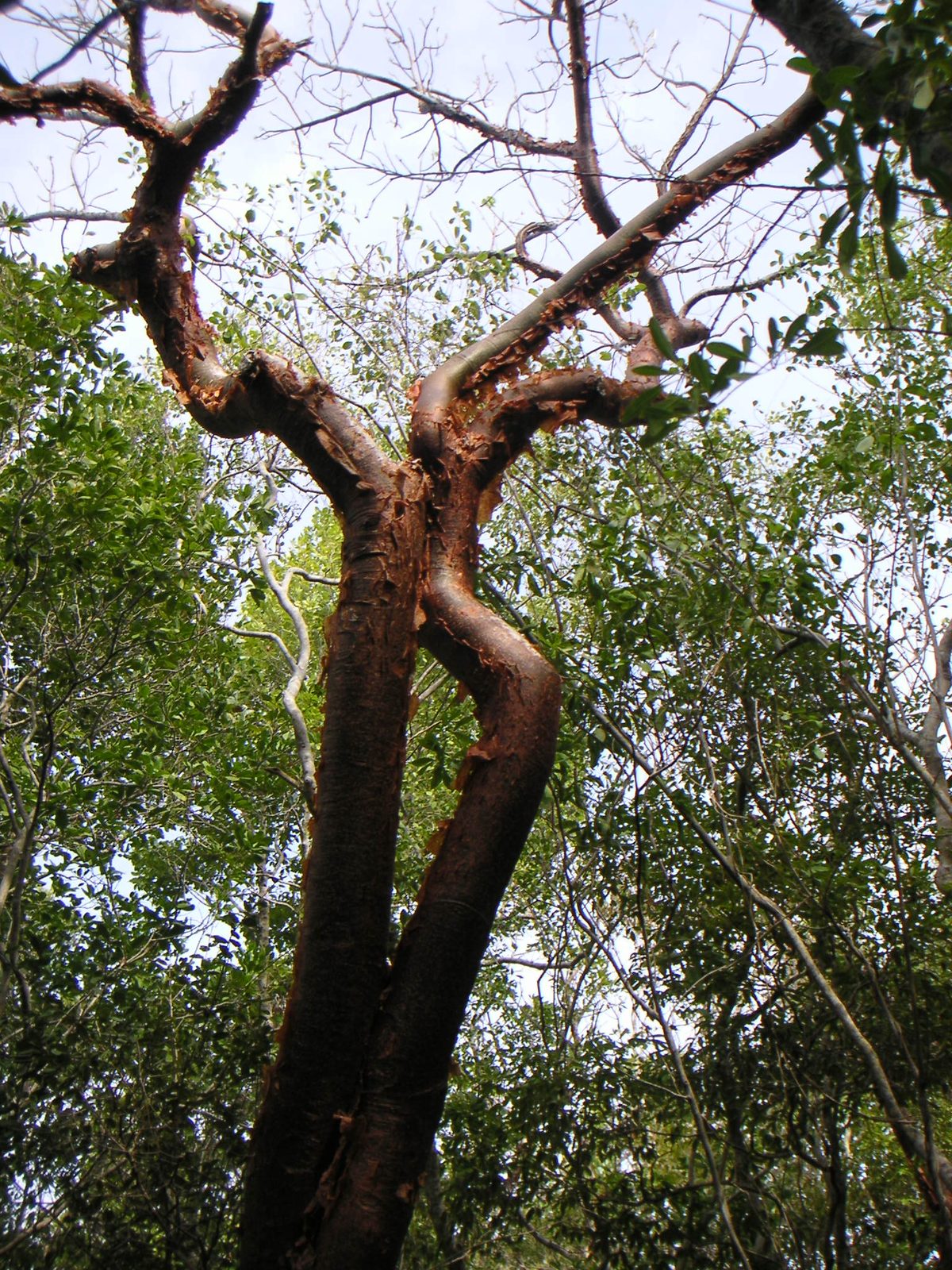 Gumbo Limbo | Davenport Nursery